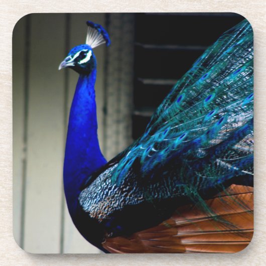 Blauer Pfau Getränkeuntersetzer (Vorderseite)