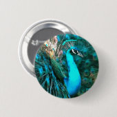 Blauer Pfau in lebendigem Blau mit gefangenen Schw Button (Vorne & Hinten)