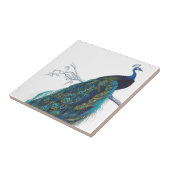 Blauer Pfau mit schönen Schwanzfedern Fliese (Seite)