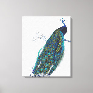Blauer Pfau mit schönen Schwanzfedern Leinwanddruck