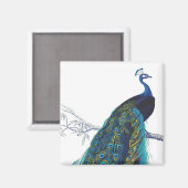 Blauer Pfau mit schönen Schwanzfedern Magnet (Vorderseite/Rückseite)