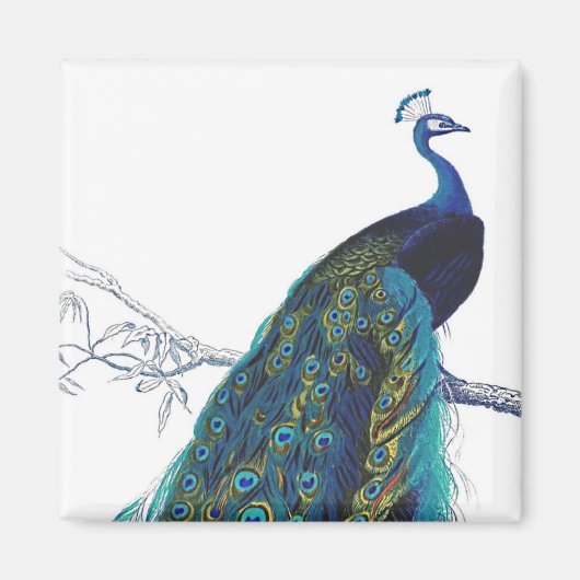 Blauer Pfau mit schönen Schwanzfedern Magnet (Vorne)