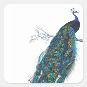 Blauer Pfau mit schönen Schwanzfedern Quadratischer Aufkleber