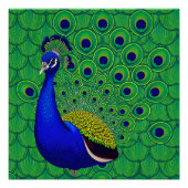Blauer Pfau Poster (Vorderseite)
