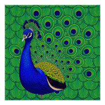 Blauer Pfau