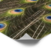 Blauer Pfau Poster (Ecke)