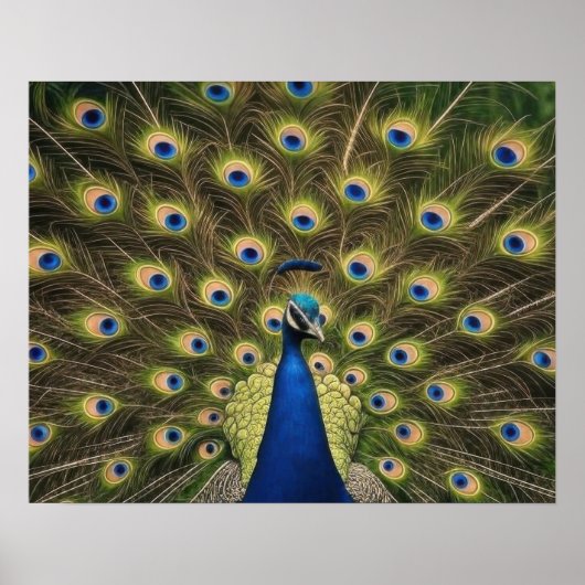 Blauer Pfau Poster (Vorne)