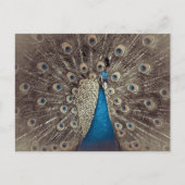 Blauer Pfau Postkarte (Vorderseite)