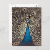 Blauer Pfau Postkarte (Vorne/Hinten)