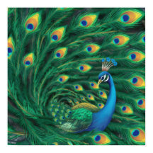 Blauer Pfau Vogel