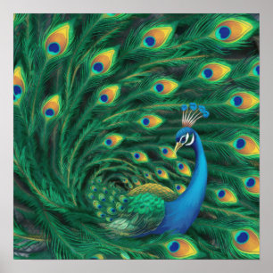 Blauer Pfau Vogel Poster