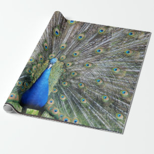 Blauer Pfau-volles Gefieder Geschenkpapier