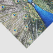 Blauer Pfau-volles Gefieder Seidenpapier (Ausschnitt)