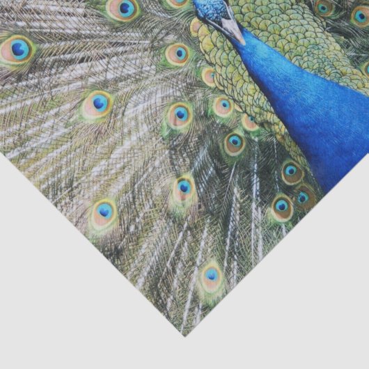 Blauer Pfau-volles Gefieder Seidenpapier (Ausschnitt)