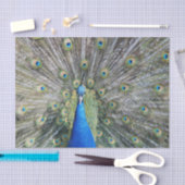 Blauer Pfau-volles Gefieder Seidenpapier (Handwerk)