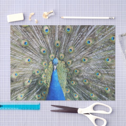 Blauer Pfau-volles Gefieder Seidenpapier (Handwerk)