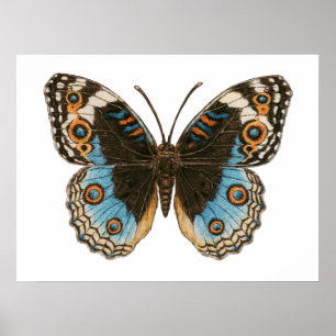 Blauer Pfauenauge Schmetterling Poster