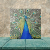 Blauer Pfauenfeder Fliese