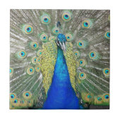 Blauer Pfauenfeder Fliese (Vorderseite)