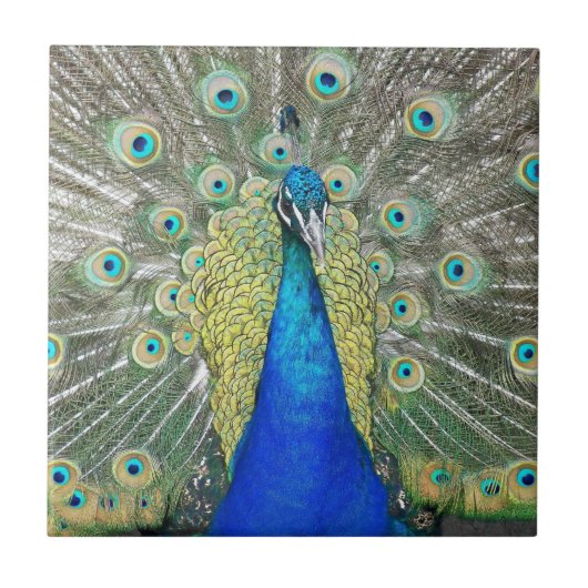 Blauer Pfauenfeder Fliese (Vorderseite)