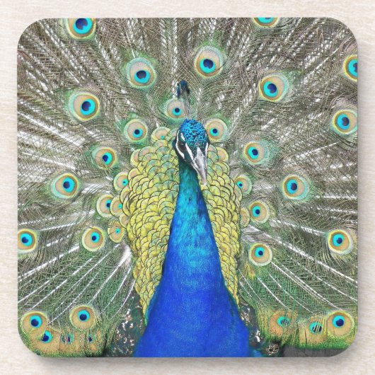 Blauer Pfauenfeder Getränkeuntersetzer (Vorderseite)