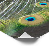 Blauer Pfauenfeder Poster (Ecke)