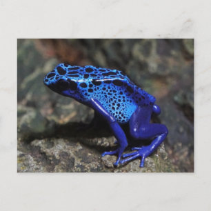 Blauer Pfeilgiftfrosch, Heller Blauer Frosch Postkarte