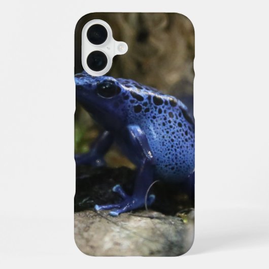 Blauer Pfeilgiftfrosch iPhone Hülle (Rückseite)