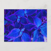 Blauer Pflanze Postkarte (Vorderseite)