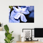 Blauer Plumbago auf Leinwand Poster (Heimbüro)