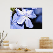 Blauer Plumbago auf Leinwand Poster (Küche)