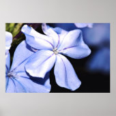 Blauer Plumbago auf Leinwand Poster (Vorne)