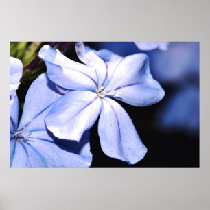 Blauer Plumbago auf Leinwand Poster