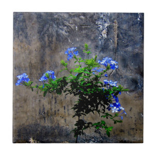 Blauer Plumbago Fliese