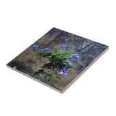 Blauer Plumbago Fliese (Seite)