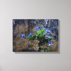 Blauer Plumbago Leinwanddruck