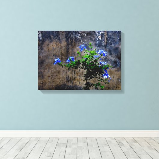 Blauer Plumbago Leinwanddruck (Insitu (Holzboden))