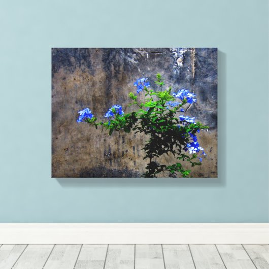 Blauer Plumbago Leinwanddruck (Insitu (Holzboden))