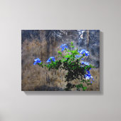 Blauer Plumbago Leinwanddruck (Vorderseite)