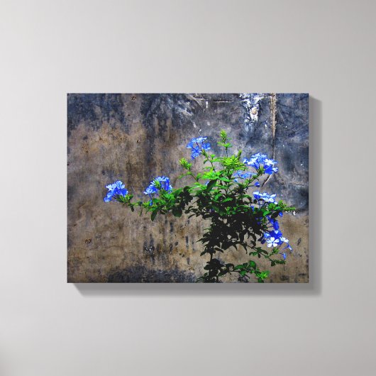 Blauer Plumbago Leinwanddruck (Vorderseite)