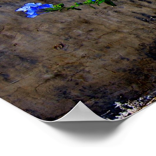 Blauer Plumbago Poster (Ecke)