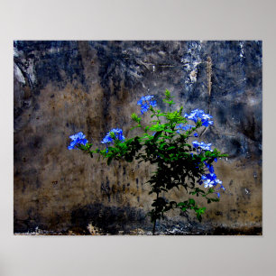 Blauer Plumbago Poster