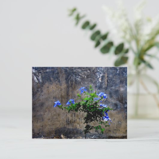 Blauer Plumbago Postkarte (Stehend Vorderseite)