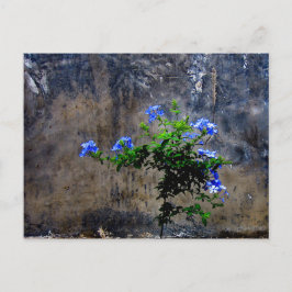 Blauer Plumbago Postkarte