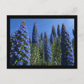Blauer Preis für Madeira-Blume Postkarte (Vorderseite)
