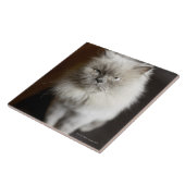 Blauer Punkt-Himalajakatze, die gereizt schaut Fliese (Seite)