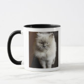 Blauer Punkt-Himalajakatze, die gereizt schaut Tasse (Links)