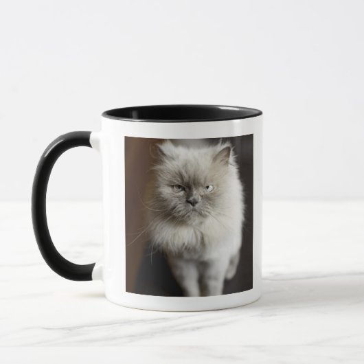 Blauer Punkt-Himalajakatze, die gereizt schaut Tasse (Links)