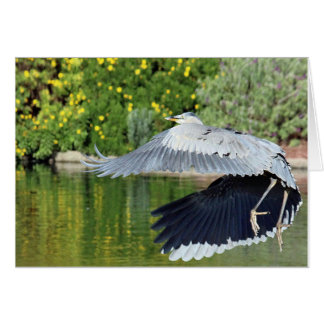 Blauer Reiher im flght nahe den Dorfwasserfällen