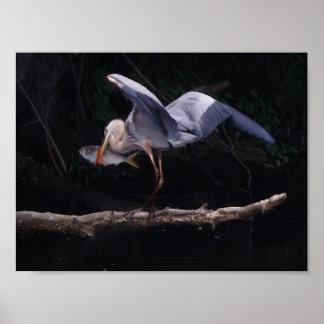 Blauer Reiher mit einem Fisch Poster